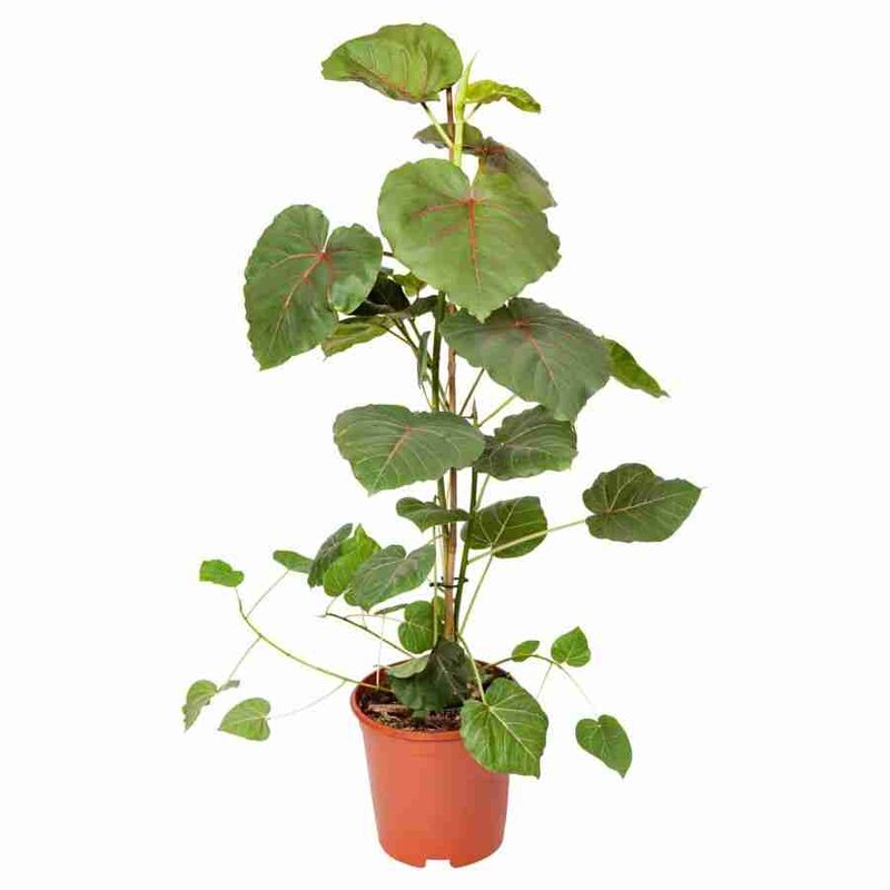 черешковое растение