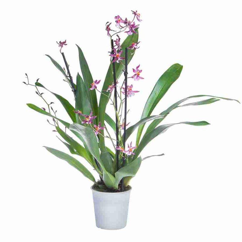 Орхидея Онцидиум Майк 3 ствола купить по низкой цене| Онцидиум Майк 3  ствола в интернет-магазине kashpo.store