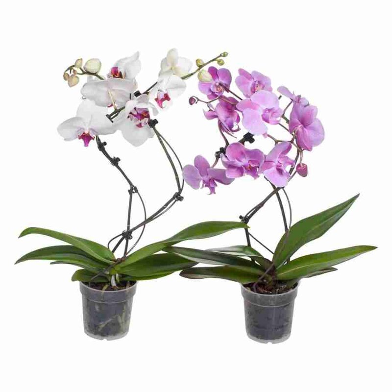 Купить Орхидею Фаленопсис В Интернет Магазине