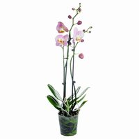 Размер растения и структура листьев орхидеи Паваротти