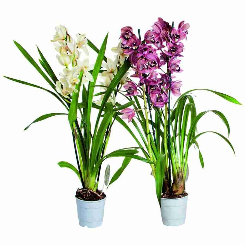Орхидея цимбидиум как ухаживать. Цимбидиум Миднайт. Орхидея Цимбидиум Миднайт. Орхидея Цимбидиум зеленая. Цимбидиум мини Соло.