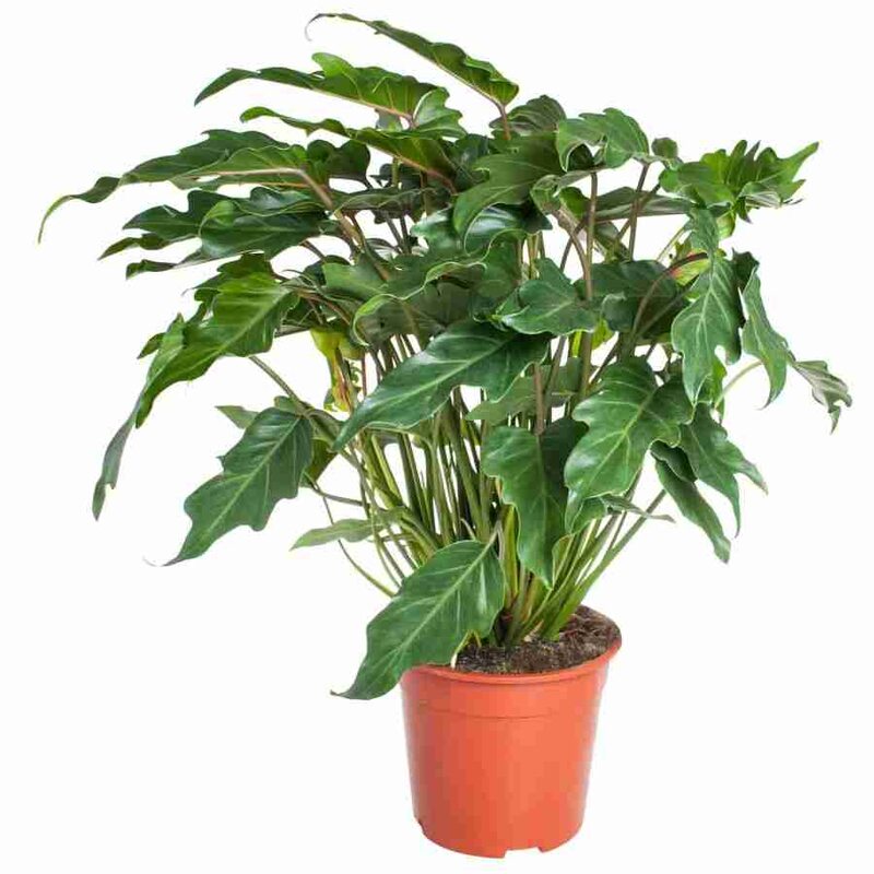 Комнатное Растение Цена Фото